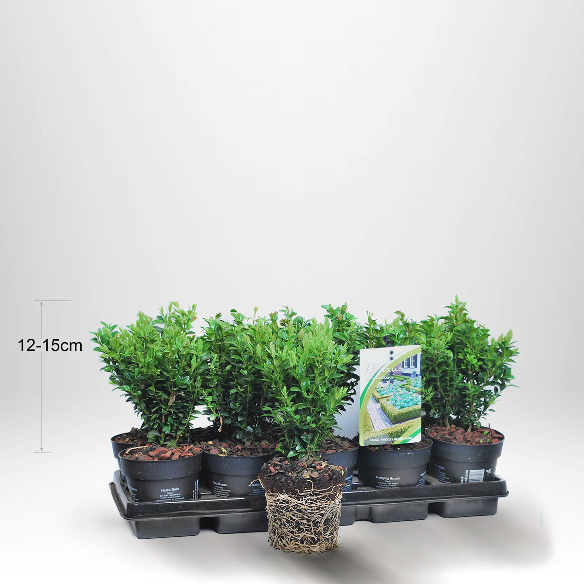 100 stk Buksbom - Buxus Sempervirens, 12-15 cm P9 - Gratis frakt